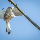 Turm Falke im Anflug