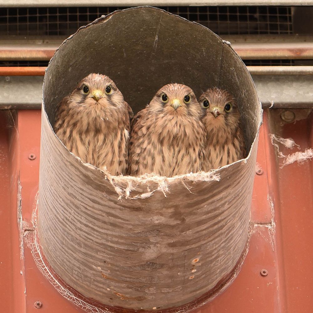 Turm Falken Kücken im Luftschacht