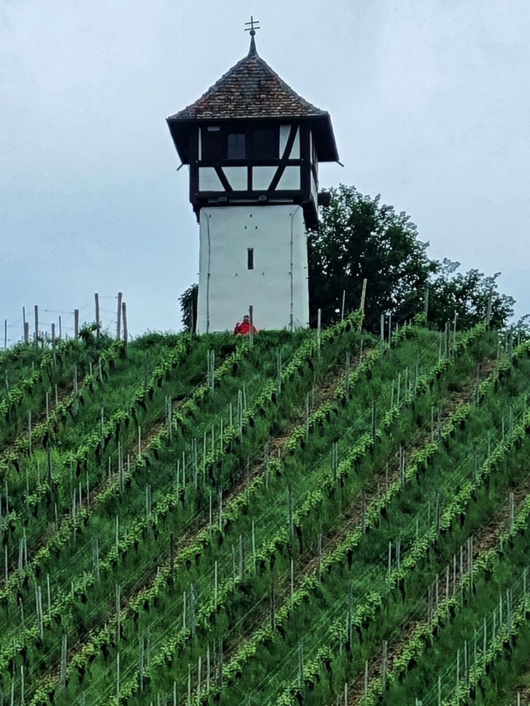 "Turm im Weinberg"