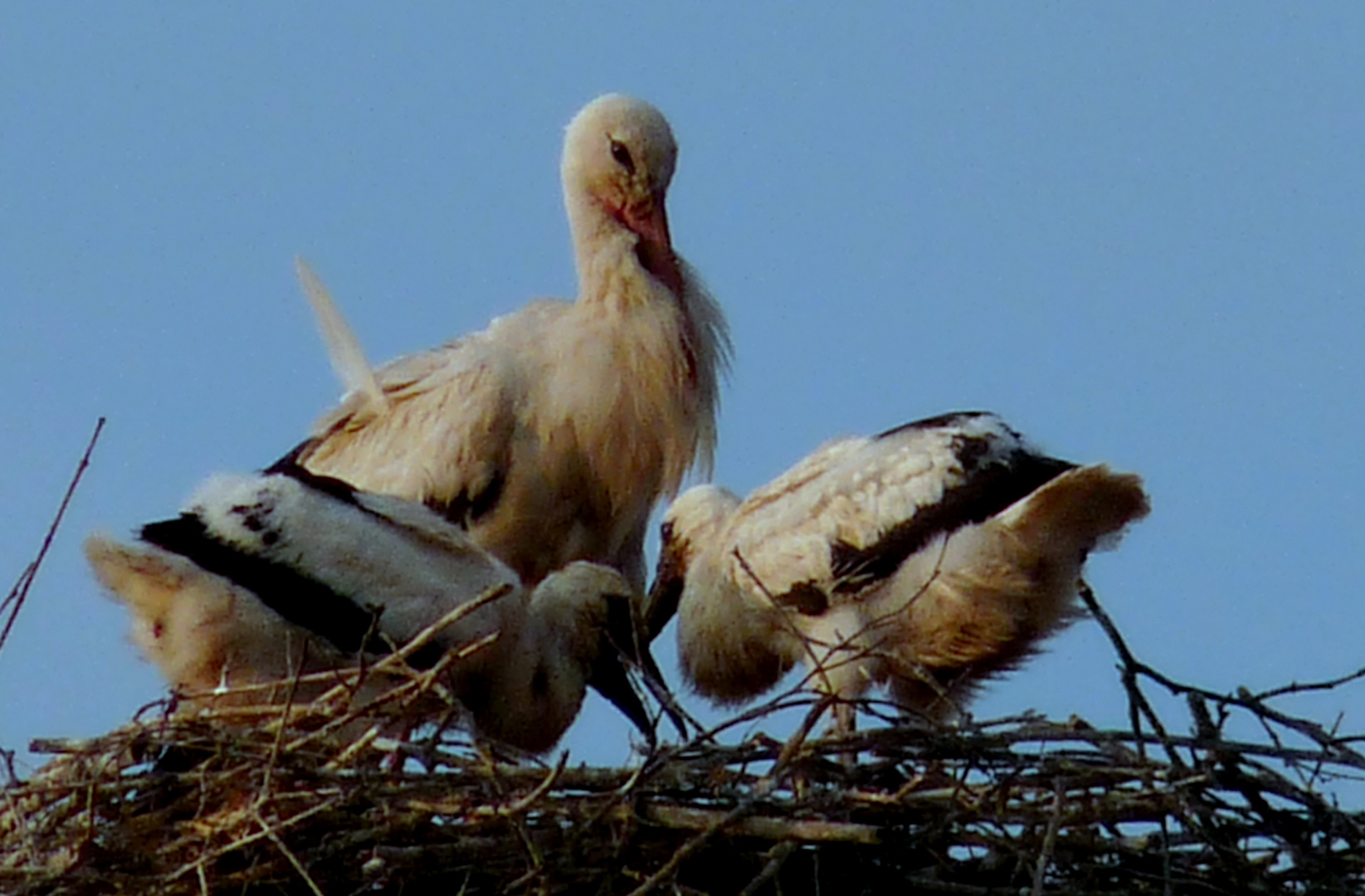 Turm Storch Kinder