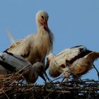 Turm Storch Kinder