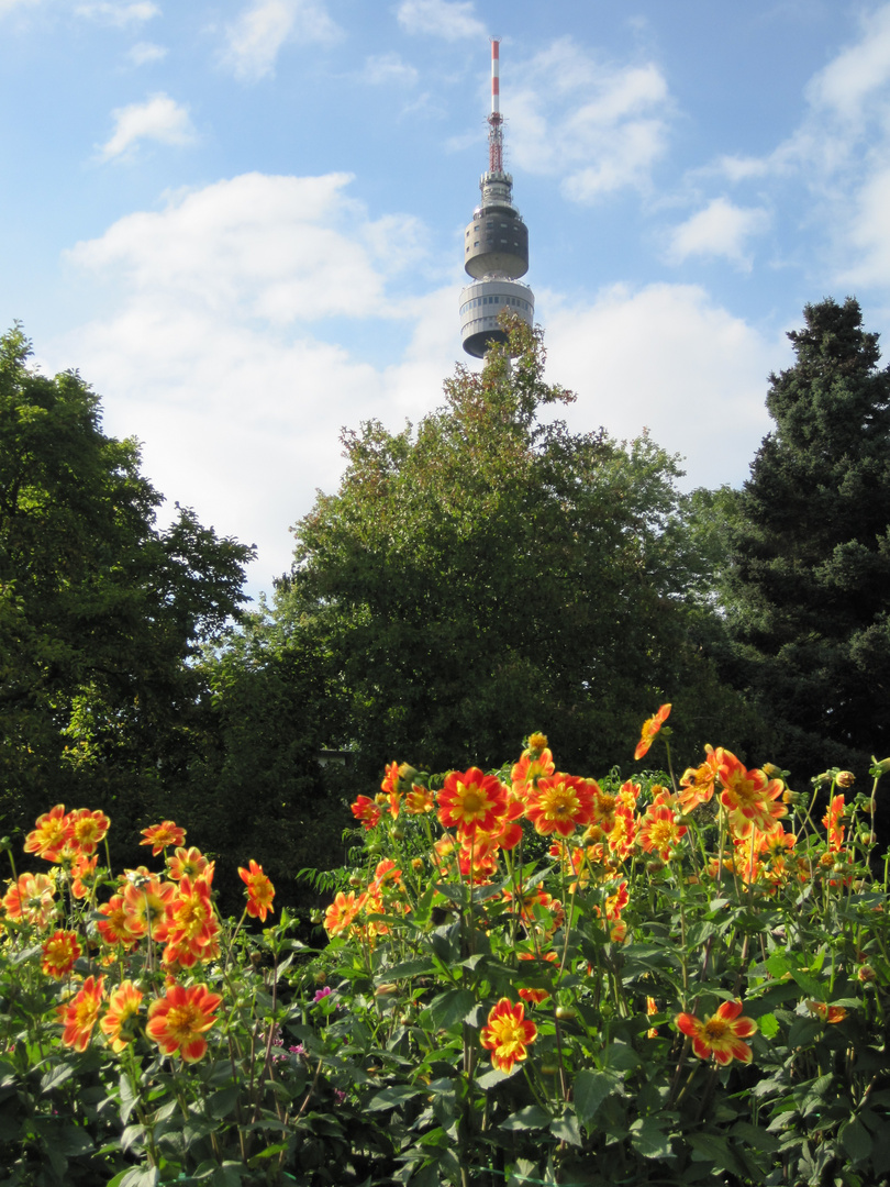 Turm und Blüte