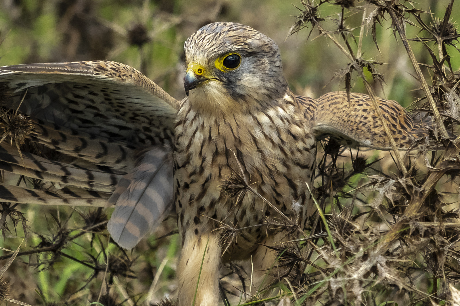 Turmfalke 