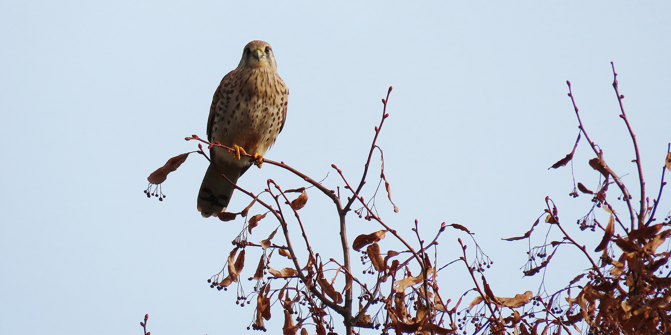 Turmfalke (04.11.2022)