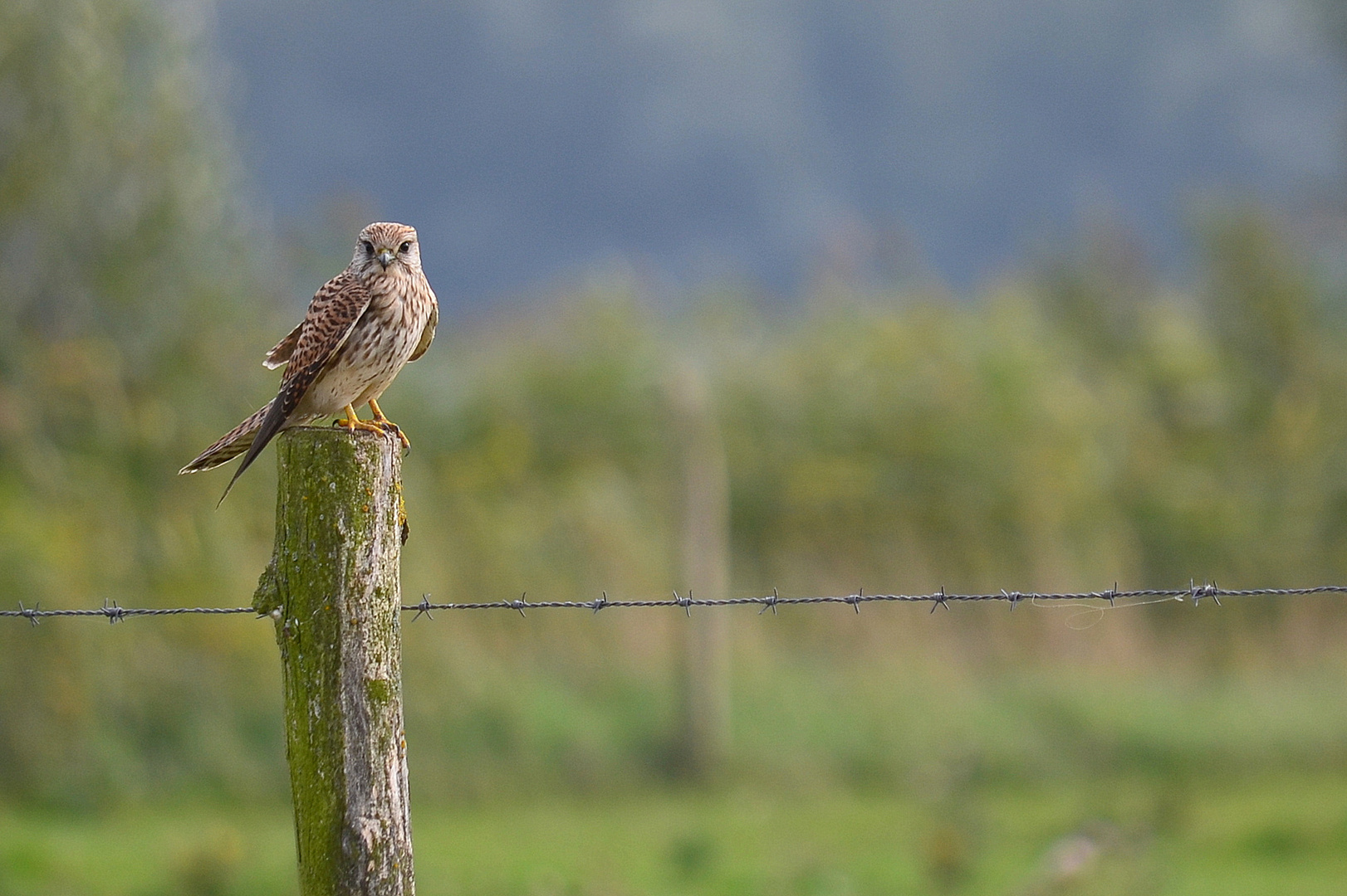 Turmfalke