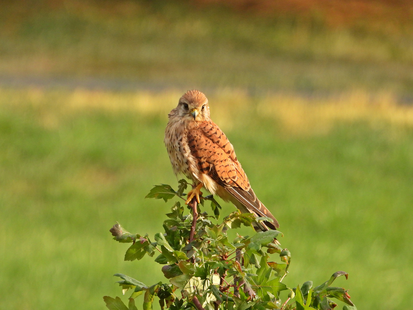 Turmfalke (05.07.2023)