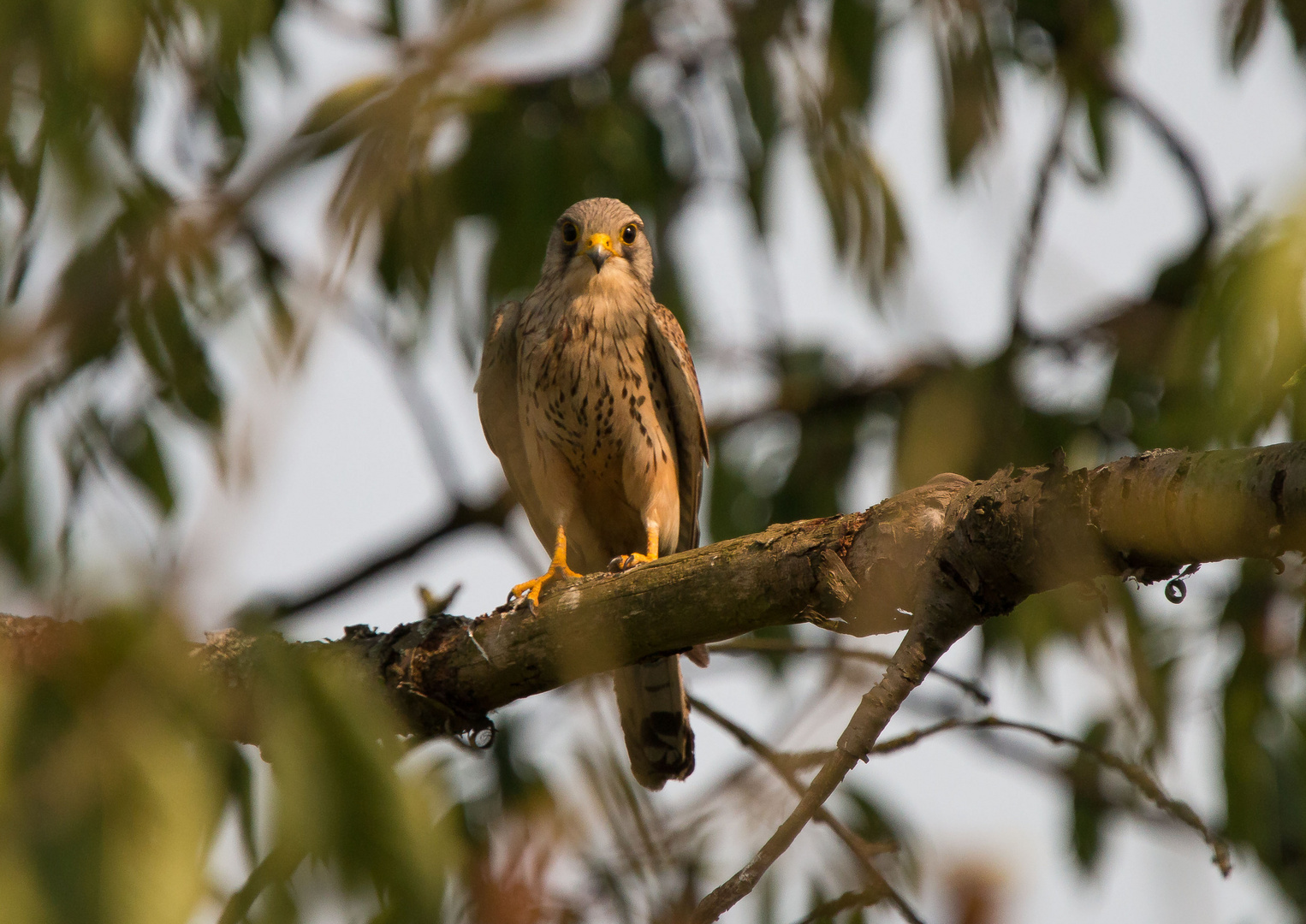 Turmfalke