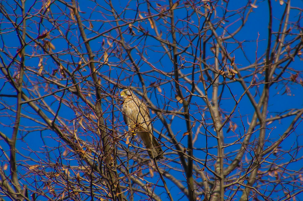 Turmfalke