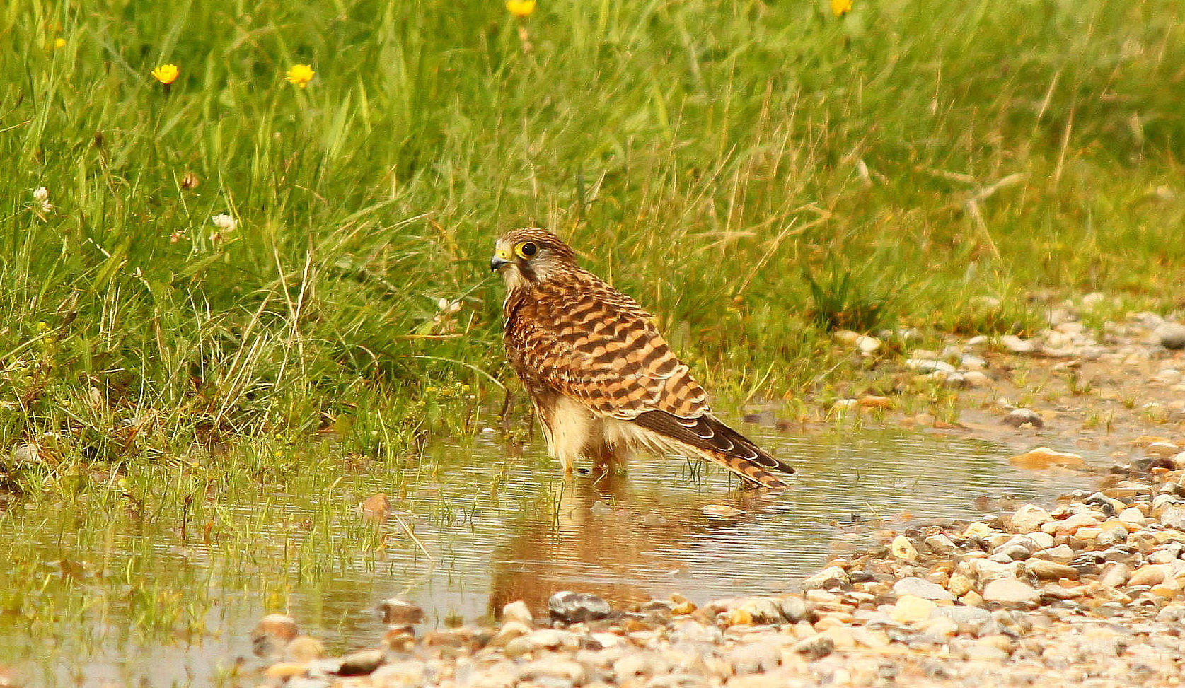 Turmfalke