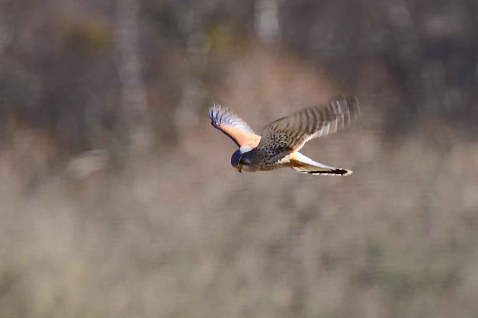 Turmfalke