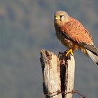 Turmfalke 1 ( Falco tinnunculus )