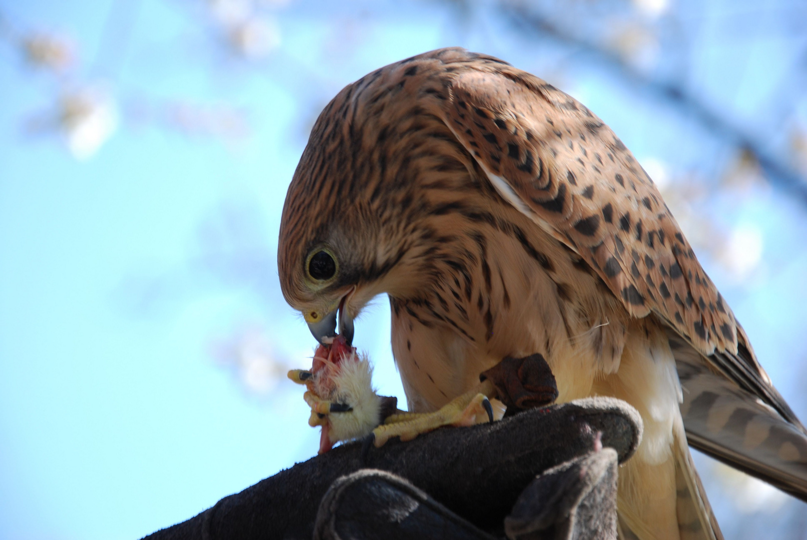 Turmfalke 1 / Kestrel 1