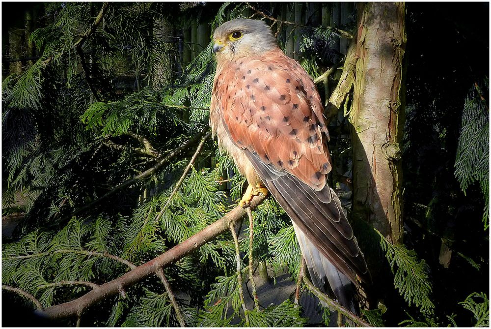 Turmfalke (1) Zoo Neuwied