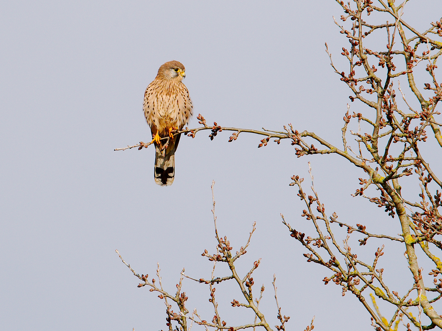 Turmfalke