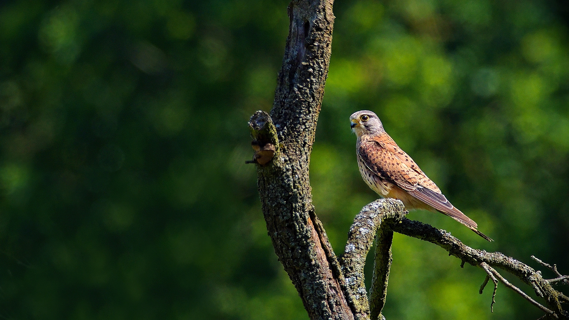 Turmfalke