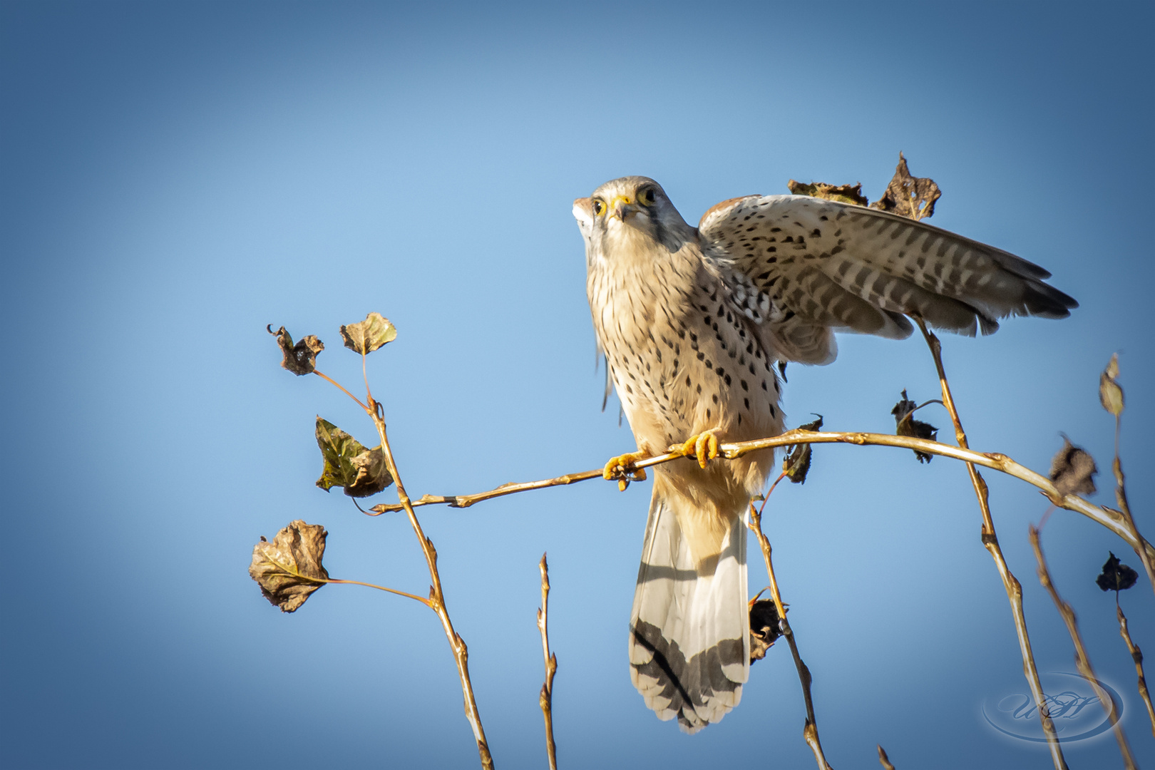 Turmfalke