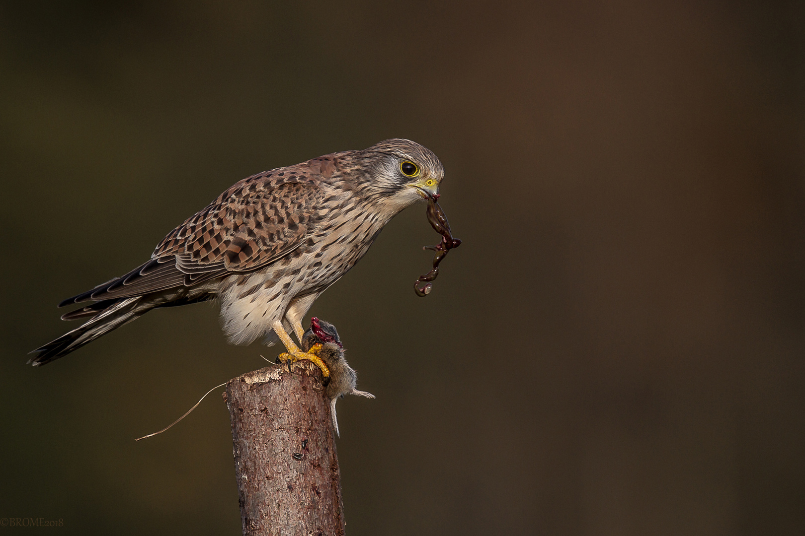 Turmfalke