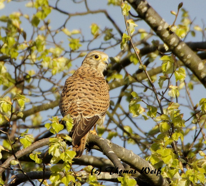 Turmfalke 2