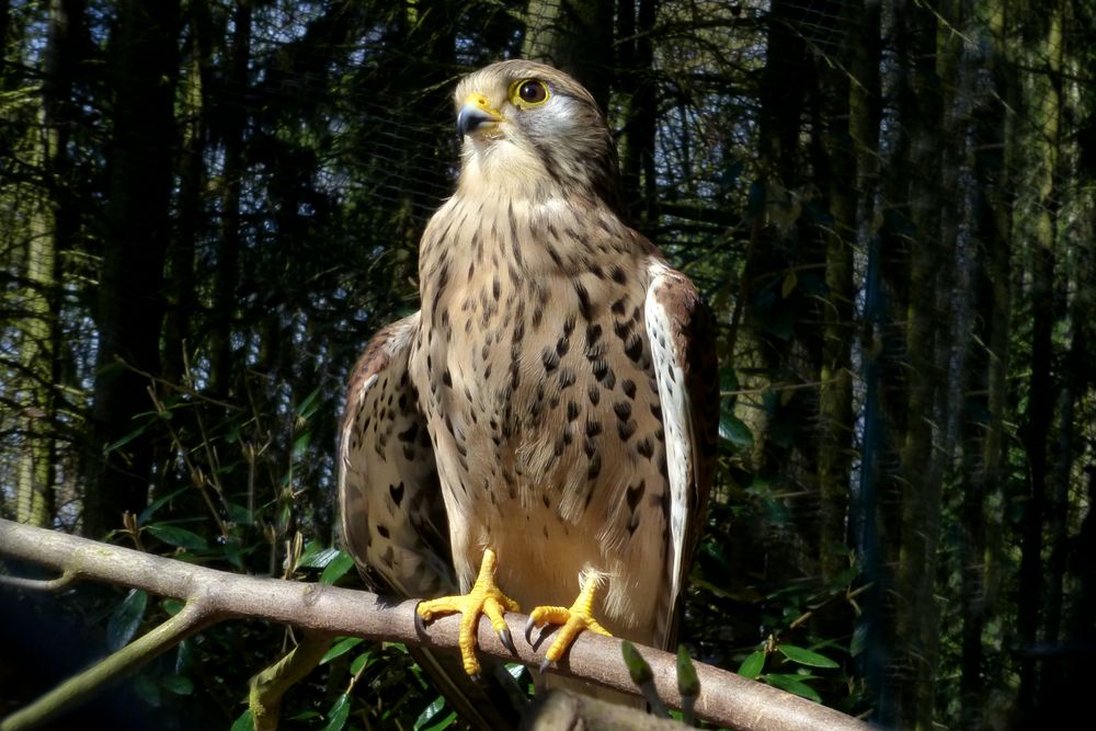 Turmfalke (2) im Zoo Neuwied