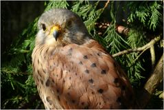 Turmfalke (2) Zoo Neuwied