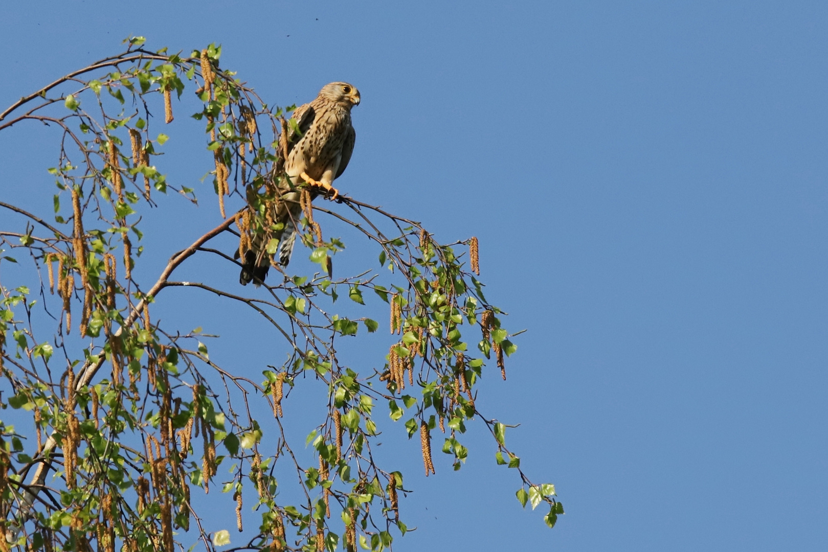 Turmfalke (2018_04_20_EOS 6D Mark II_1186_ji)