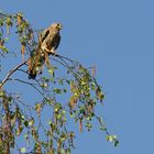 Turmfalke (2018_04_20_EOS 6D Mark II_1186_ji)