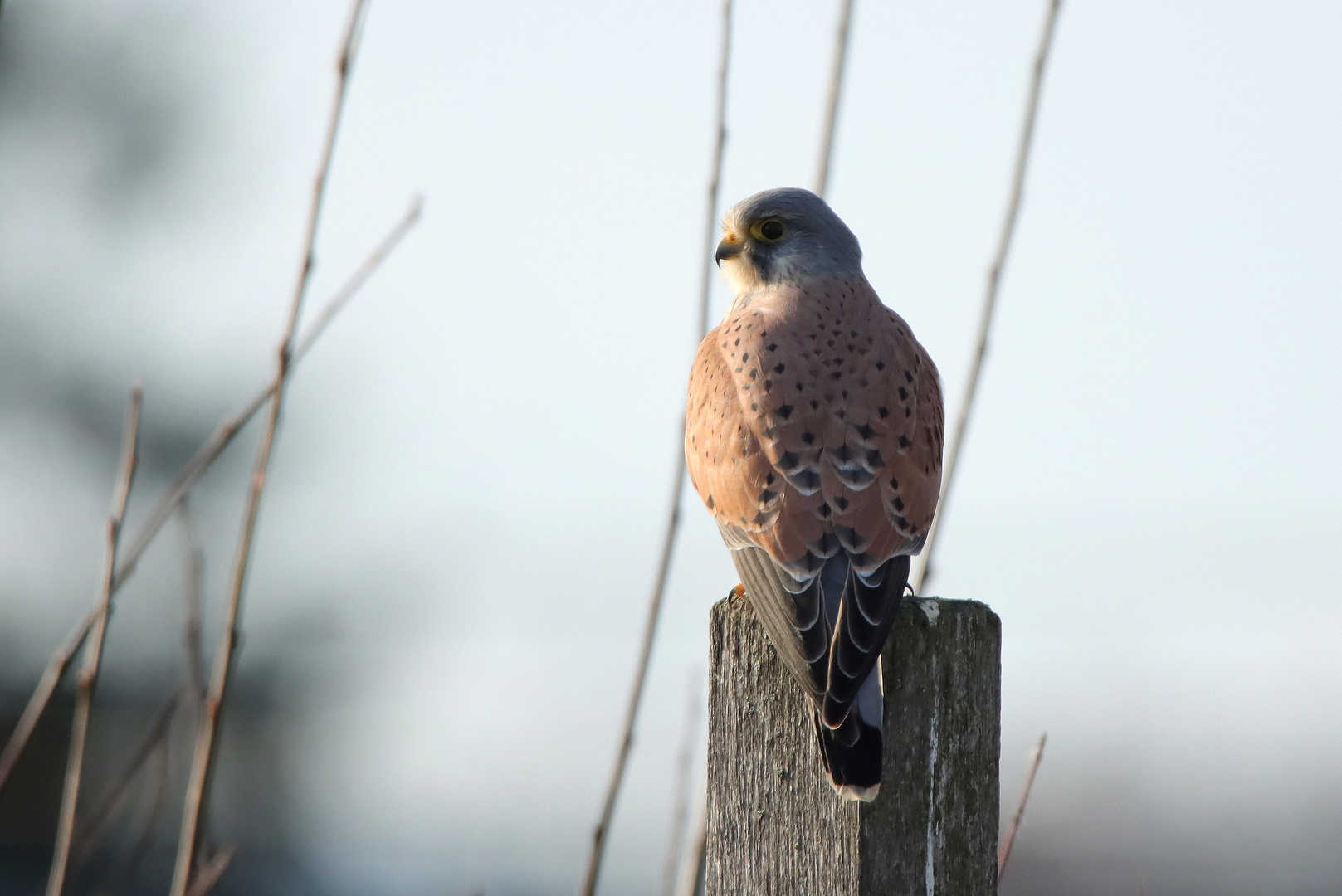 Turmfalke