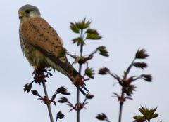 Turmfalke