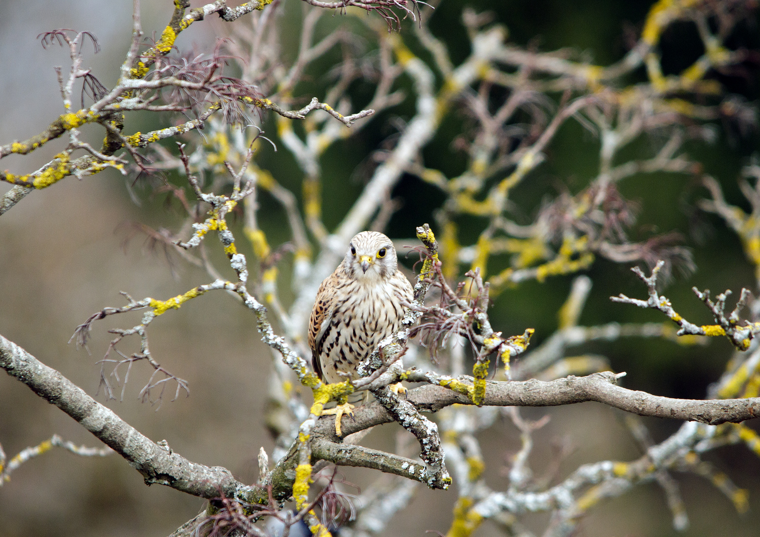 Turmfalke