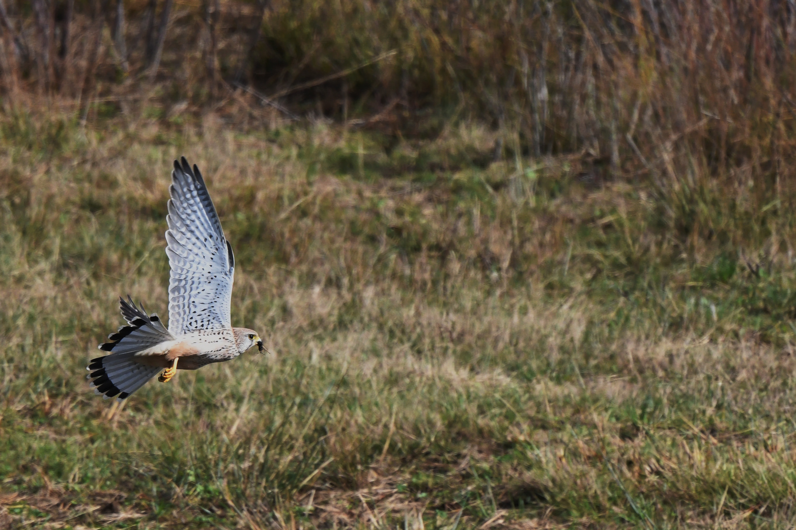 Turmfalke