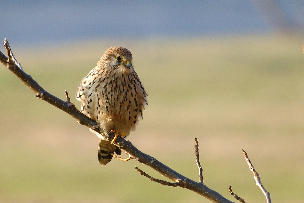 Turmfalke