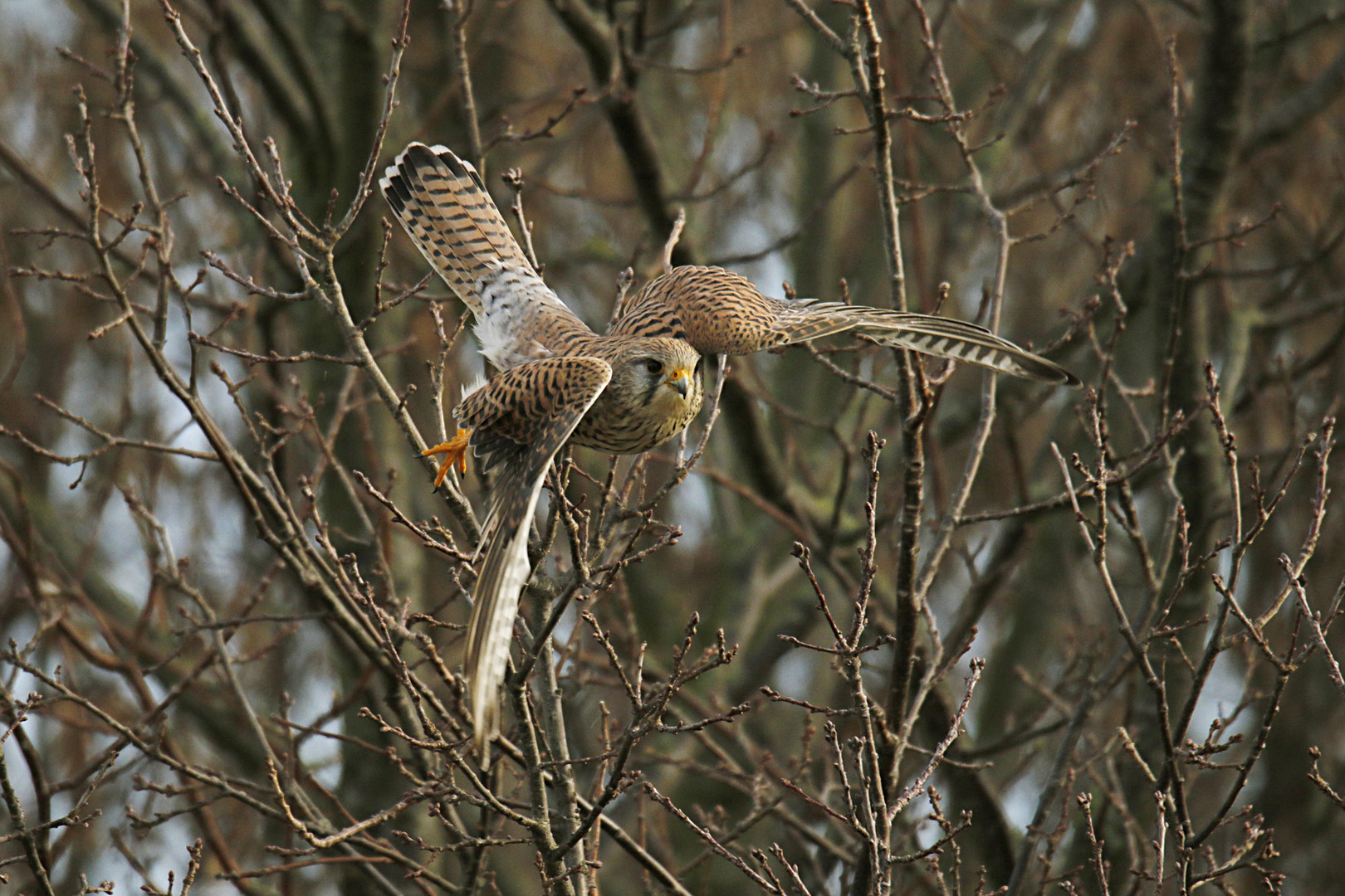 Turmfalke