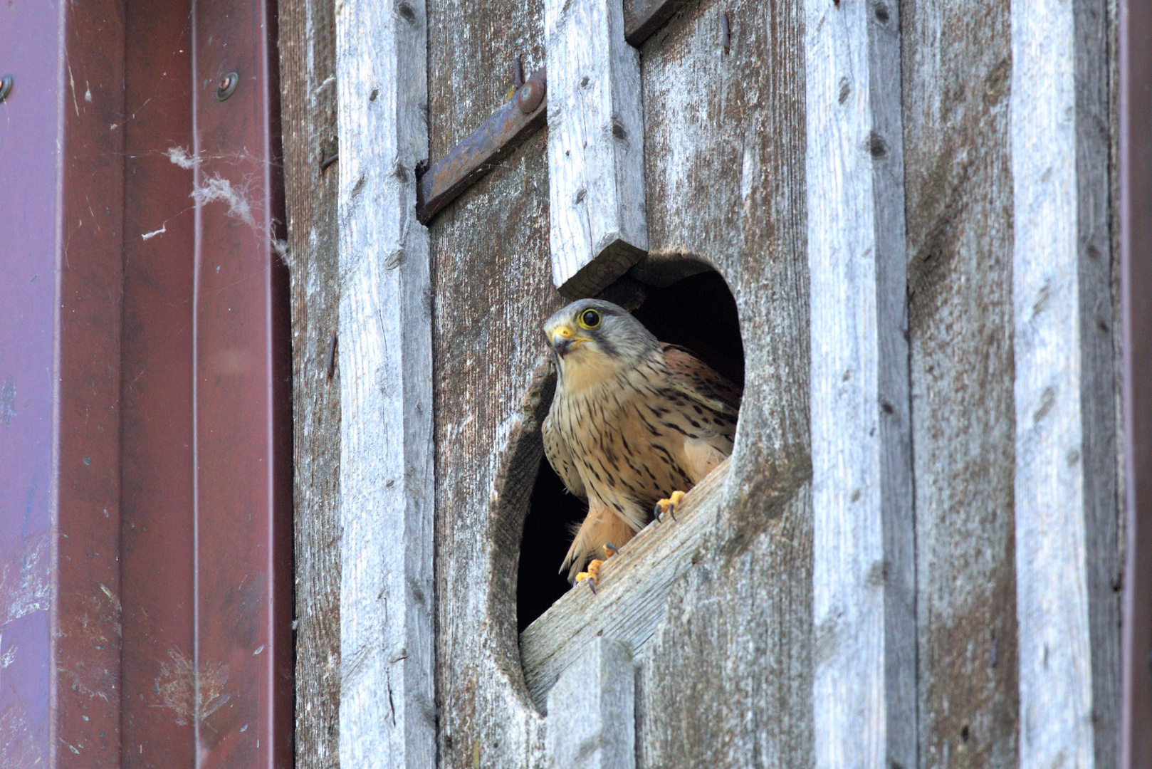 Turmfalke 