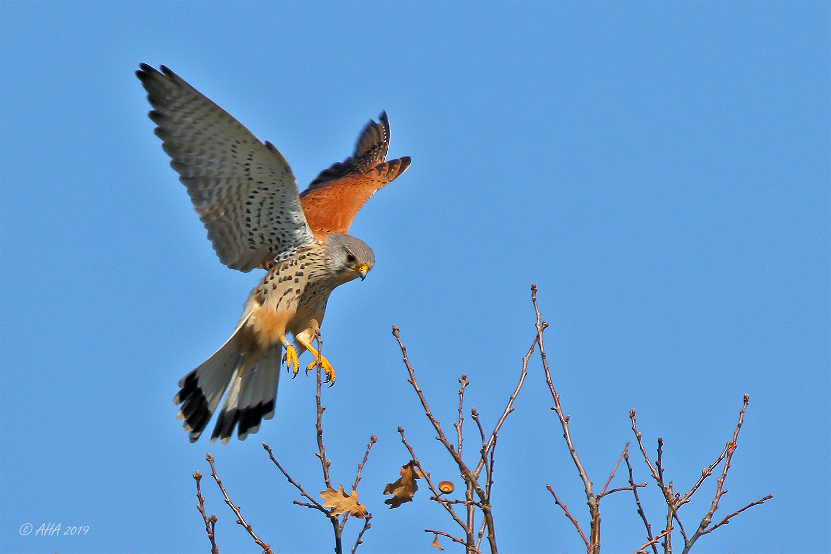 Turmfalke