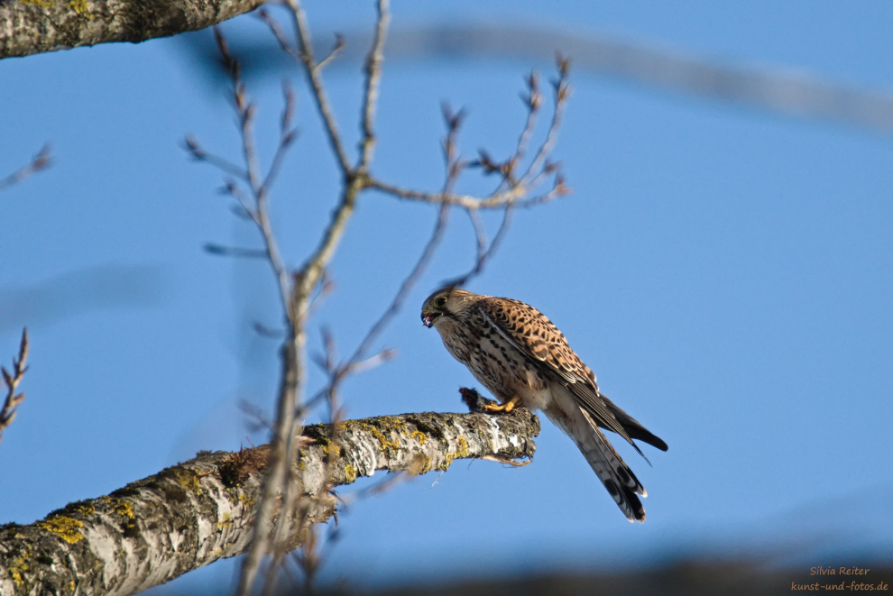 Turmfalke