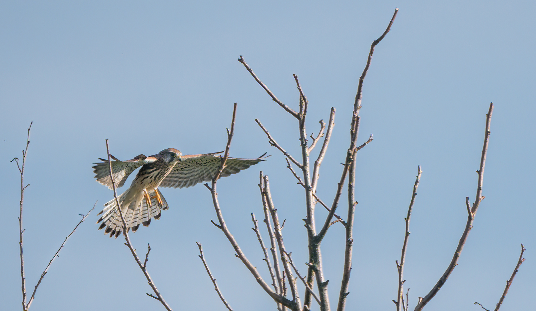 "TURMFALKE"