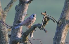 Turmfalke