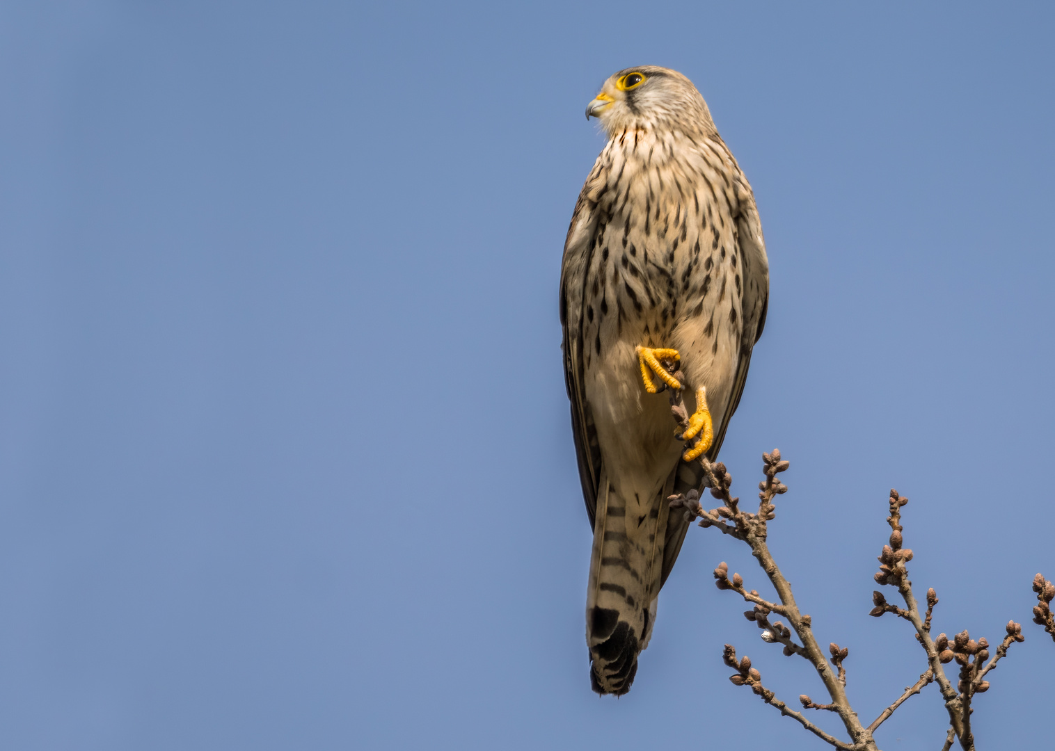 Turmfalke