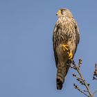 Turmfalke