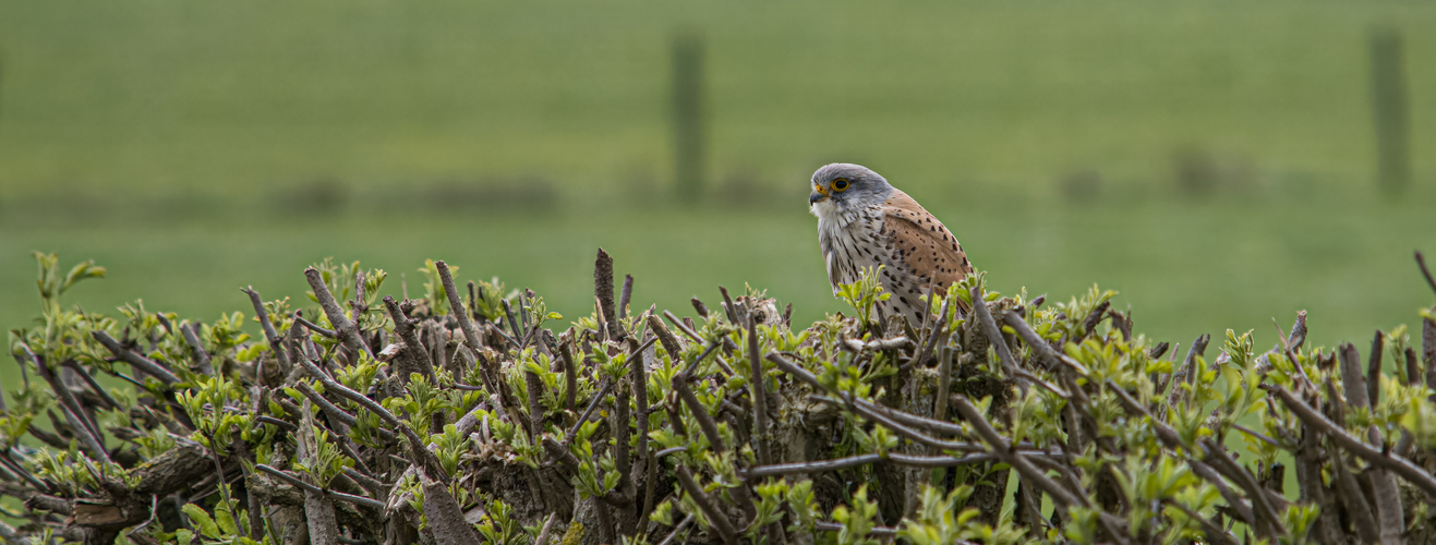 Turmfalke (2)_m_DSC05037230418