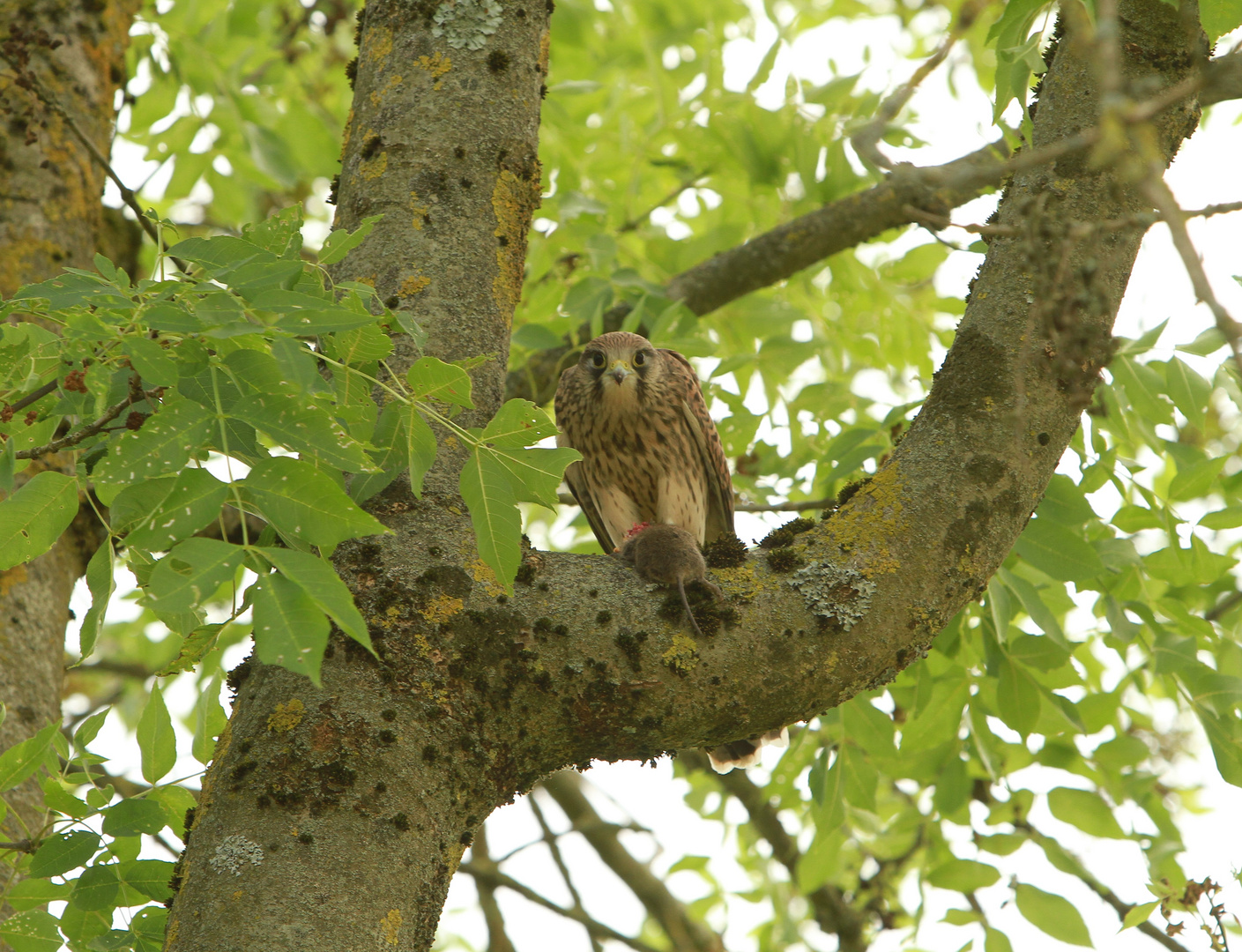 Turmfalke (3)