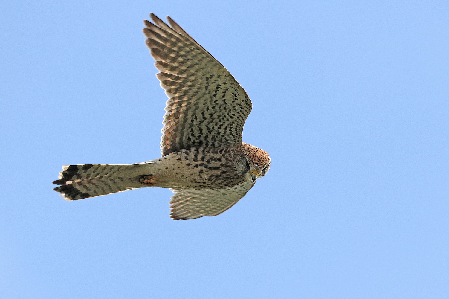 Turmfalke 3 im Vorbeiflug ND