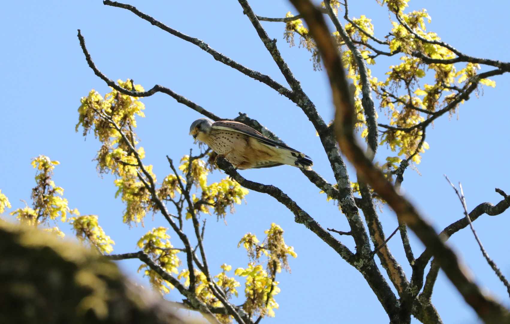 Turmfalke