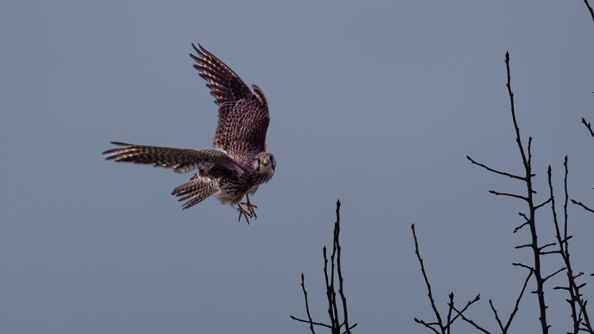 Turmfalke