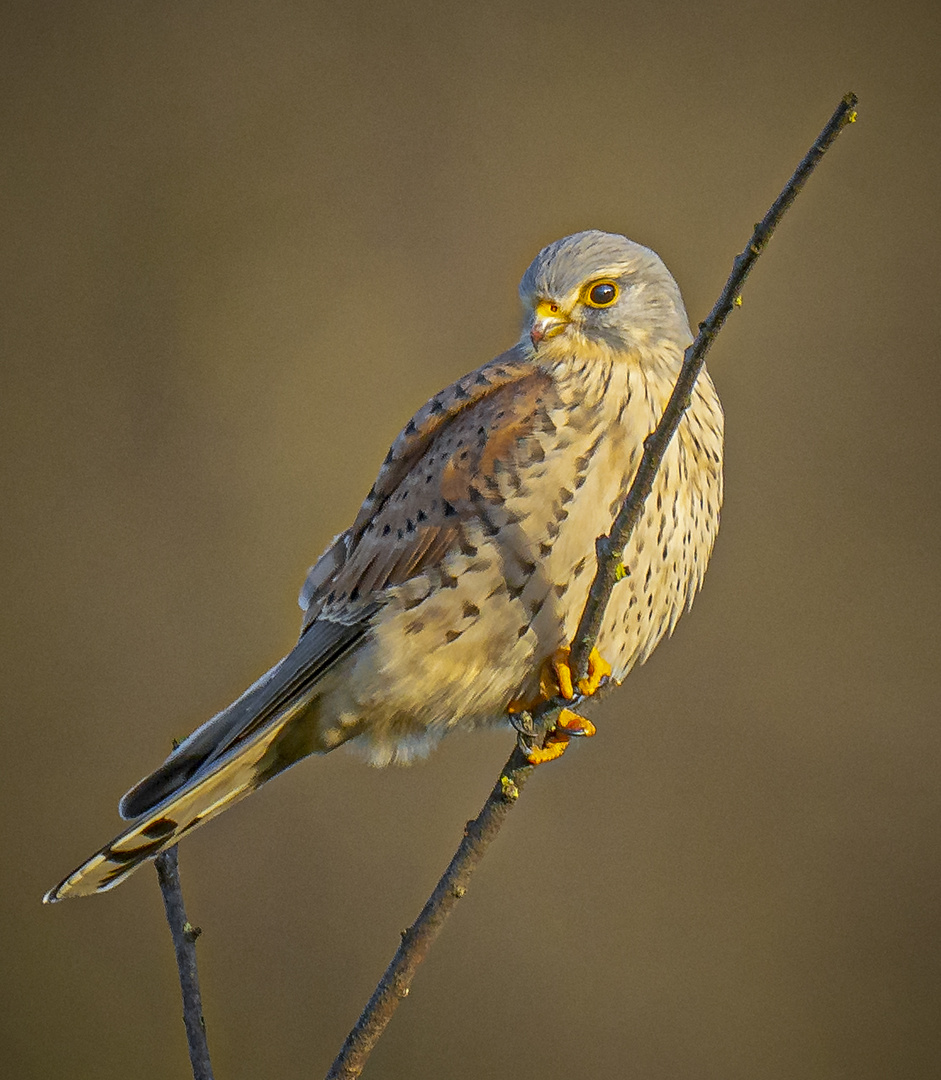 Turmfalke