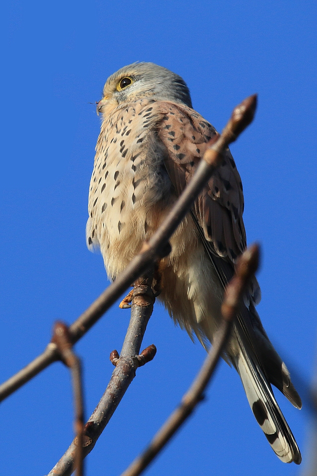 Turmfalke