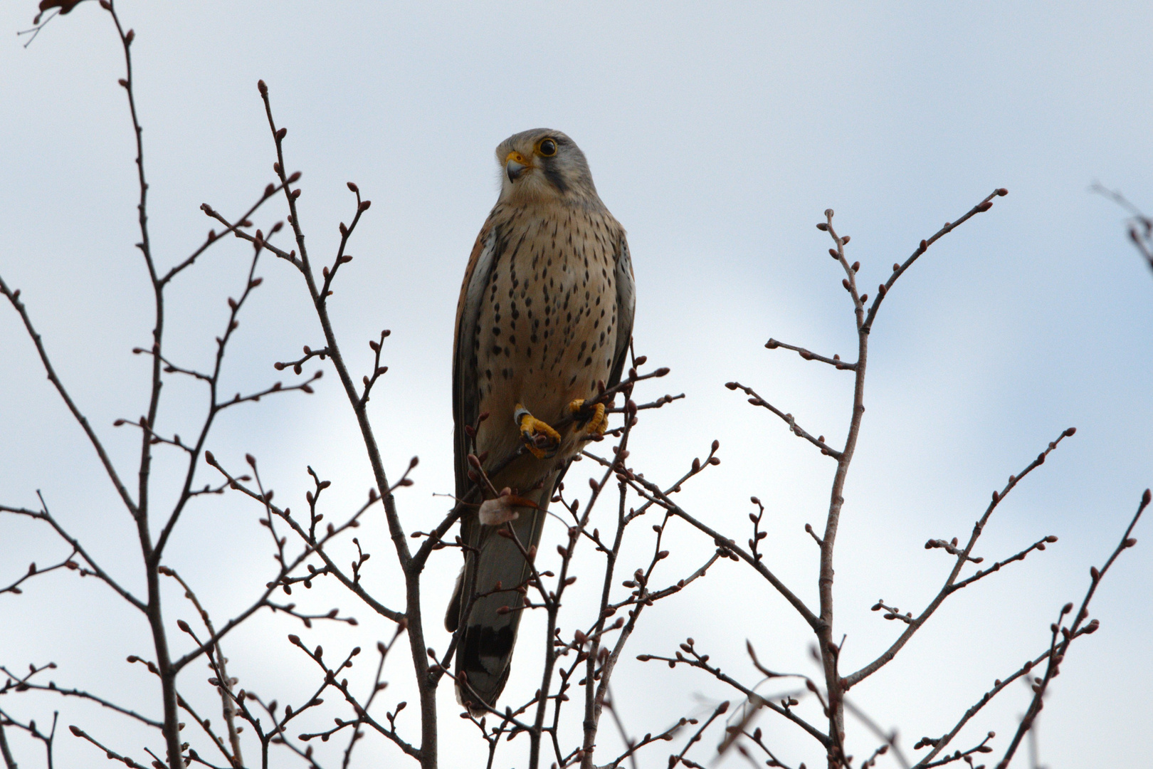 Turmfalke