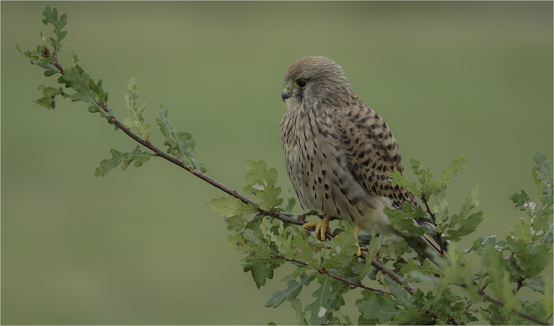 Turmfalke