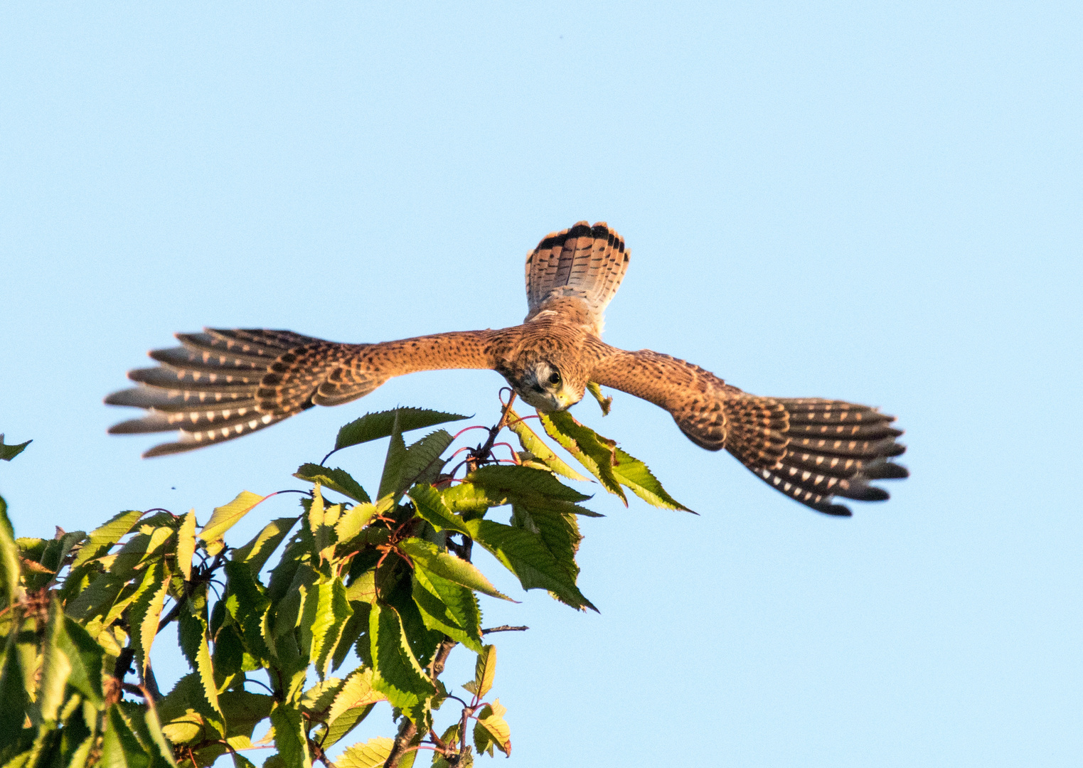 Turmfalke