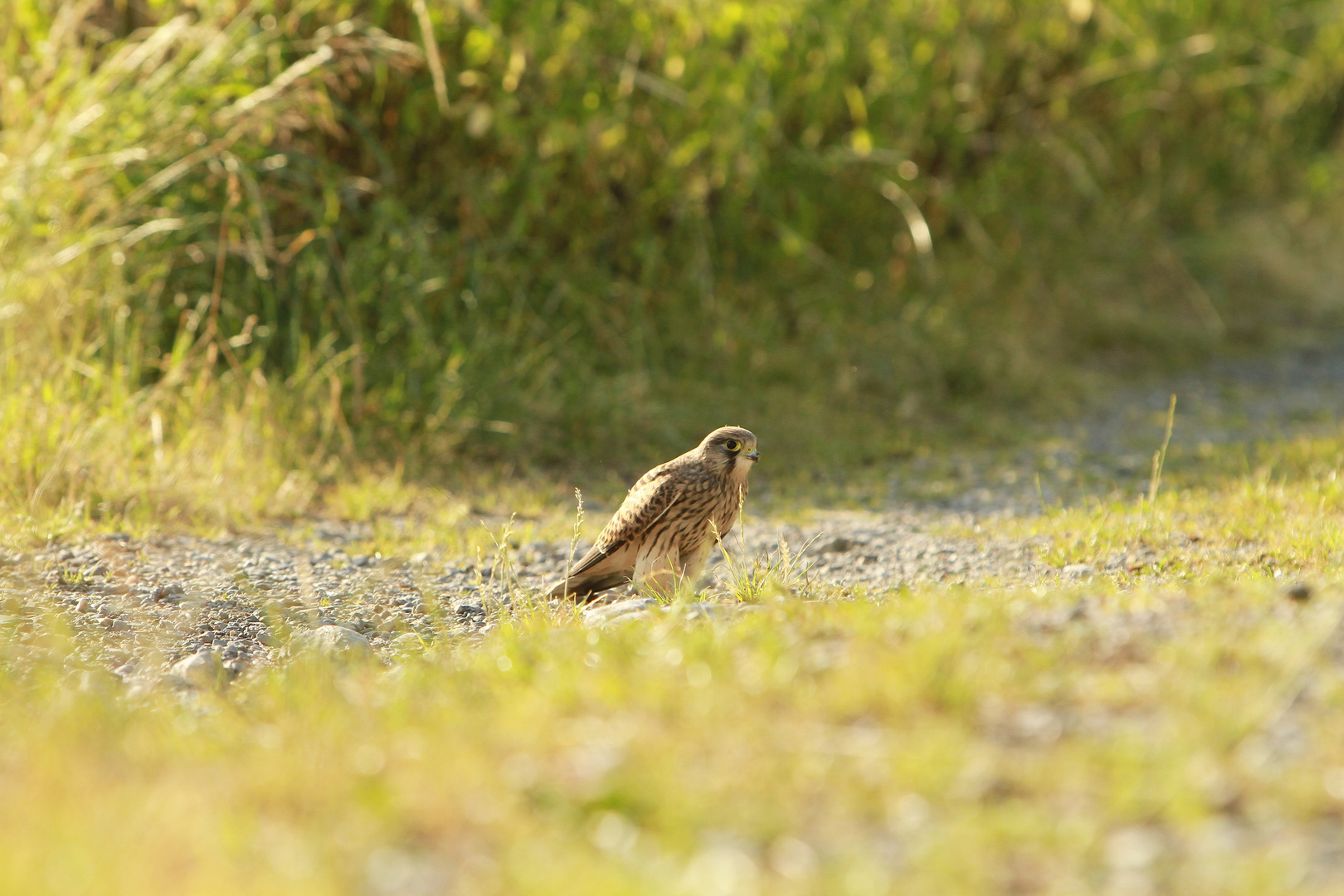 Turmfalke (4)